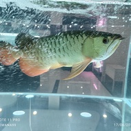 ikan Arwana golden red 50 cm