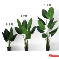Pokok Viral Skybird / Banana - Premium (READY STOCK)