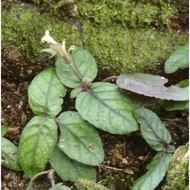 Herbal/Lemba batu ubat herba 7 Pokok