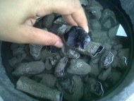 Bahan Batu Sempur Black Opal/Kalimaya Banten Paket 1Kg