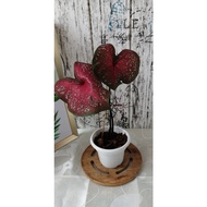 Caladium Burning Heart / Keladi Burning Heart 彩叶芋【Read Description Before Ordering】