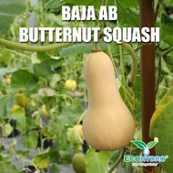 25KG 100L Baja AB Butternut Squash Nutrients Fertigasi Special Formula Fertilizer Baja Buah Butter N