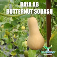 25KG 100L Baja AB Butternut Squash Nutrients Fertigasi Special Formula Fertilizer Baja Buah Butter Nut