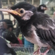 burung jalak suren anakan sepasang