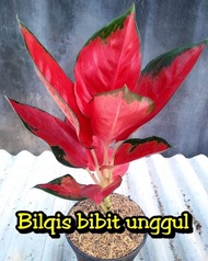 Ready, Bibit Bunga Aglonema Suksom Jaipong Kultur Dewasa