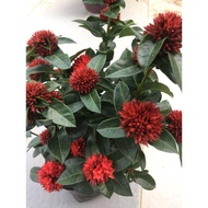 Pokok Ixora Red Mini Ball