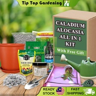 Tip Top Caladium/ Alocasia All in 1 Kit (with Free gift, Elegant Flower Pots, Soil stone, Fertilizers, Pesticides, all essential Gardening tools)