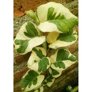 (Ukuran Big/Besar/Jumbo Daun 4-6) Epipremnum Aerum Variegata/Sirih Gading Njoy