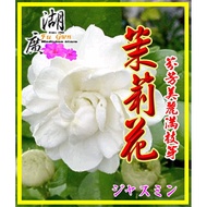 Jasmine Tea Flowers – [Qisheng Food] [Huguang Herbal Materials]-[Quick Shipment] No. 74 Dihua Street