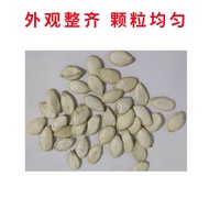 Pumpkin Tip Seed Pumpkin Vine Four Seasons Sowing Courtyard Balcony Potted Pumpkin Tip Seed Spring V