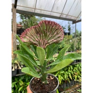 HY Euphorbia Coralll