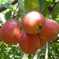 asli buah apel anna /apel malang 1 kg