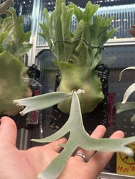 泰國P.willinckii Dwarf silvery x sp. A selects(特選）鹿角蕨