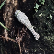 白色鼠尾草_火把