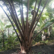 Pohon Pakis Besar Media Tanam Anggrek 1 Meter NEW