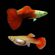 (High Grade) Guppy Platinum Red Tail *Male & Female.