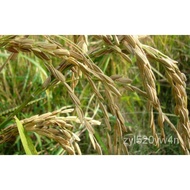 Thai Rice ORYZA SATIVA 100 Heirloom Jasmine or Glutinous Sticky Seeds,easy grown/women's wear/belt/s