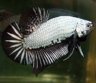 BETTA BLACK DRAGON SAMURAI