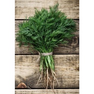 Malaysia Ready Stok - Dill Seed/莳萝种子