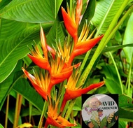 Avid Gardener <Plants> Heliconia Guyana