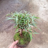 QUALITY bonsai bahan bibitan beringin atau ficus california
