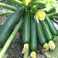 2 Biji Benih Zucchini Hijau Bibit Tanaman Zukini - Sukini Zukini Zucini IMPORT