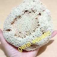 Coral Sea Coral Aquarium Buttoned XL