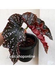 Tanaman hias daun begonia moka