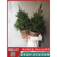 Real Potted Spruce Household Norwegian Potted Plant Christmas Living 2025 Real Tree Nobe Pine Pine N