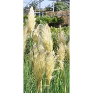Biji Benih Bunga Rumput Grass Aureolineata Gold Band Pampas Grass Seed - 5 Seed
