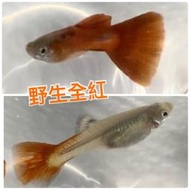 【嘉嘉寵物】💯純係 🐟野生全紅 孔雀魚🐟 對魚 仔魚 （觀賞魚蝦  （飼料餌料）