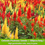 ปลูกง่าย ปลูกได้ทั่วไทย (1200เมล็ด/ซอง) ดอกหงอนไก่ Celosia Plumosa Seeds Garden Flowering Plants See