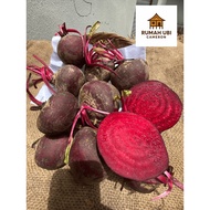 Beet Root Segar Besar🥬 Cameron Highland | Bit Merah Premium | 0.5kg – 3kg