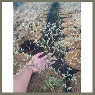 ☬ ✲ ☪ AFRICAN TALISAY FOR SALE