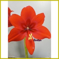 ❈ ▬ ✉ Amaryllis Carina Bulb