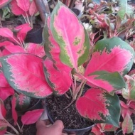 tanaman hias aglonema red khocin - aglonema red kocin