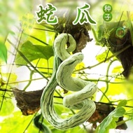 Special Snake Bean Seeds Four Seasons High-Yield Snake Melon Snake Bean Seeds Ornamental Edible Farmland Garden Vegetabl