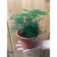 Asparagus Fern *live plant* (in plastic pot)