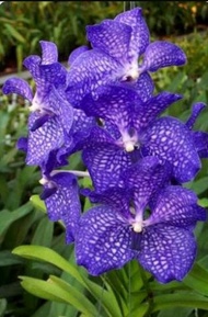 anggrek vanda biru