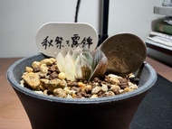 種植/植物 多肉、十二卷 玉露錦