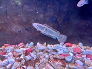 Channa Blue Pulchra ikan hiasan akuarium (1inci baby channa) (Pellet trained) snakehead fish Ready Stock