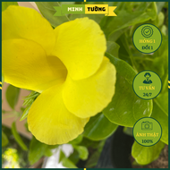 Cây Huỳnh Anh Hoa Vàng - Cây Cảnh Trồng Sân Vườn
