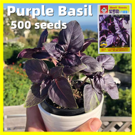 เมล็ดพันธุ์ โหระพาใบใหญ่ อิตาเลี่ยน เบซิลใบใหญ่ Sweet Purple Basil Seeds for Planting - บรรจุ 250 เมล็ด คุณภาพดี ราคาถูก ของแท้ 100% Bonsai Vegetable Plants Seed Organic Vegetable Seeds for Gardening F1 เมล็ดพันธุ์ผัก เมล็ดพันธุ์ ผักสวนครัว เมล็ดผัก