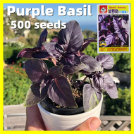 Sweet Purple Basil Seeds -  250 Seeds Fresh Basil Genovese Seeds for Planting Vegetables Balcony Pot