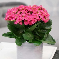 Kalanchoe Pink with FREE fertilizer and free Pot (Live plant)