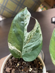 姬龜背 觀葉植物 龜背竹 室內植物