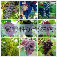 Ready Stock Quick Shipment Grape Seeds Fruit Sapling Seeds Fruit Potted Plant Kyoho Red Lifting Seed