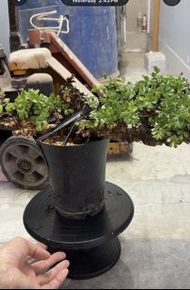 念珠橄欖 念珠橄欖沒藥 Commiphora sp eyl