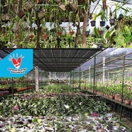 Anggrek Dendrobium Merpati Kayu Kopi Petani Organik Ladang Herbal Nusantara Kardus FREE GRATIS Medi