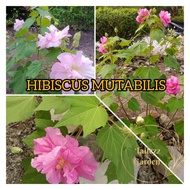 ANAK POKOK BUNGA RAYA HIBISCUS MUTABILIS 芙蓉/COTTON ROSE POLYBAG